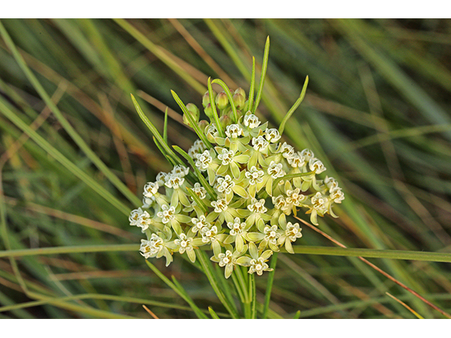Asclepias verticillata (Whorled milkweed) #63941