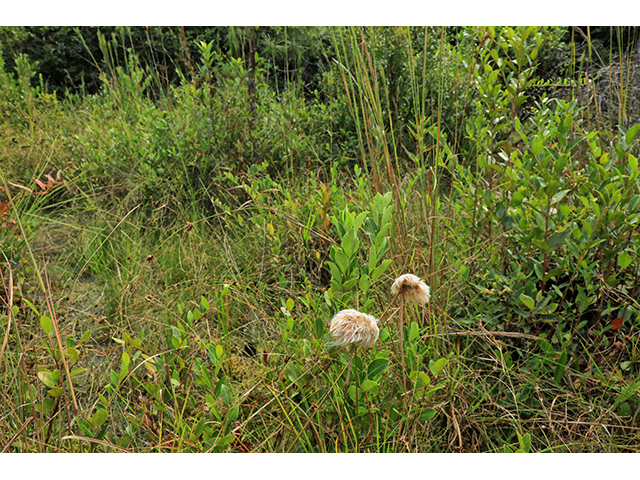 Eriophorum virginicum (Tawny cottongrass) #63953