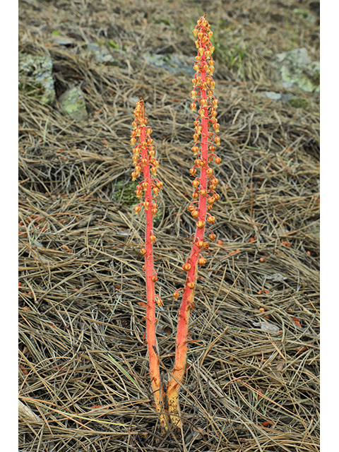 Pterospora andromedea (Woodland pinedrops) #63964