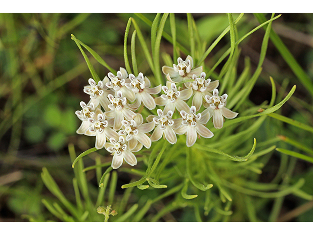 Asclepias pumila (Plains milkweed) #63965