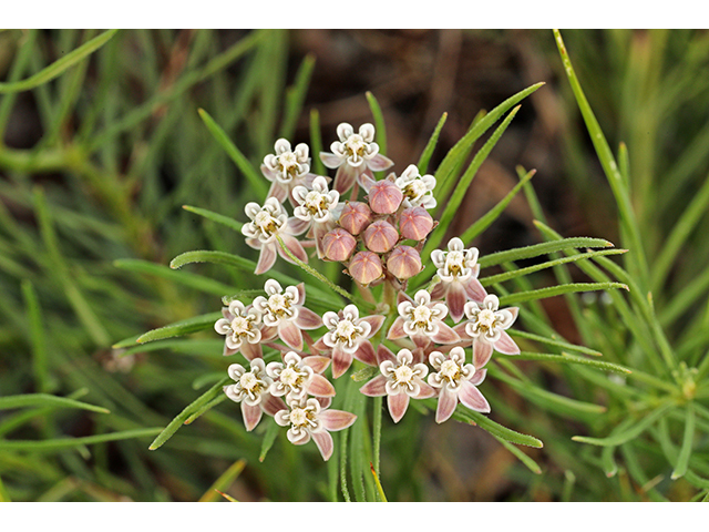 Asclepias pumila (Plains milkweed) #63966