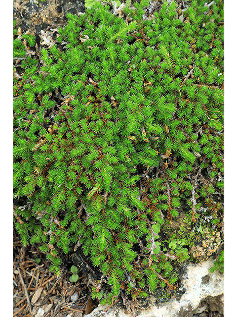 Selaginella wrightii (Wright's spikemoss) #63977