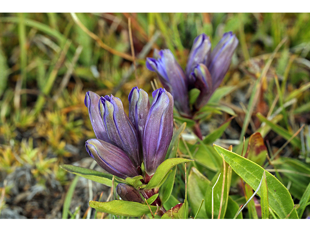 Gentiana affinis (Pleated gentian) #63986