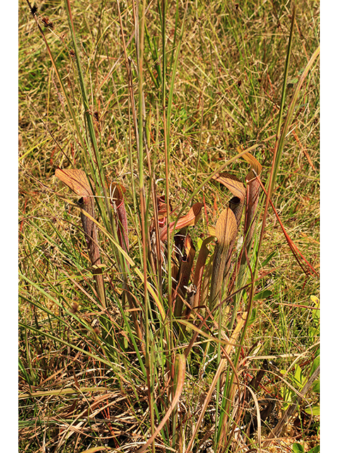 Sarracenia rubra (Sweet pitcherplant) #63993