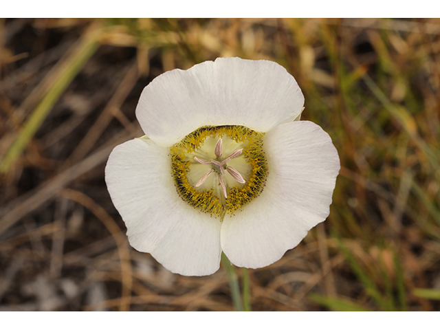Calochortus gunnisonii (Gunnison's mariposa lily) #63995