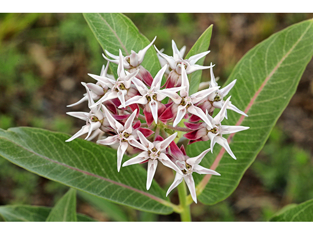 Asclepias speciosa (Showy milkweed) #63998