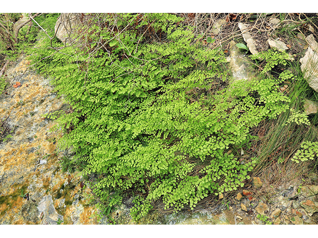 Adiantum capillus-veneris (Southern maidenhair fern) #64004