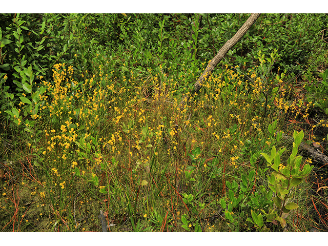 Utricularia cornuta (Horned bladderwort) #64010