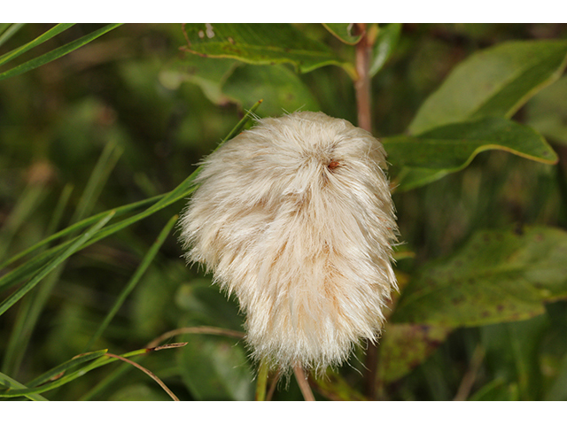 Eriophorum virginicum (Tawny cottongrass) #64011