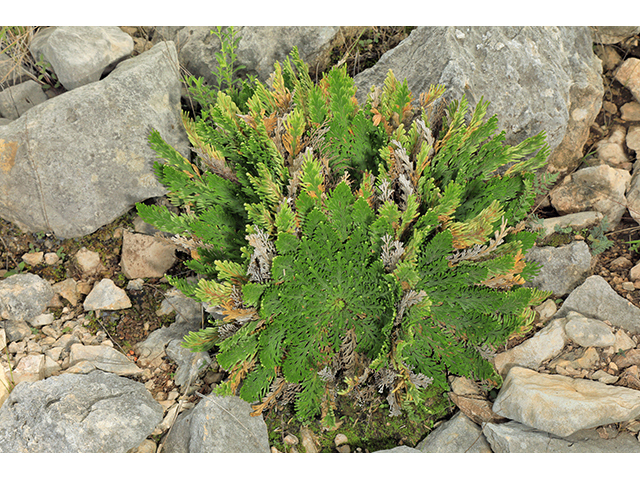 Selaginella lepidophylla (Flower of stone) #64022