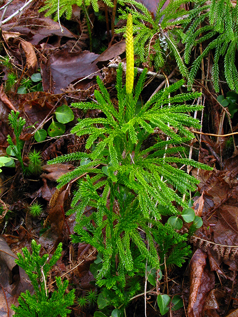 Lycopodium hickeyi (Pennsylvania clubmoss) #64035