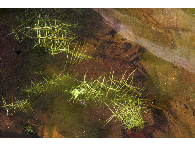 Callitriche heterophylla (Two-headed water-starwort) #64041