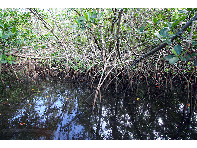 Rhizophora mangle (Red mangrove) #64048