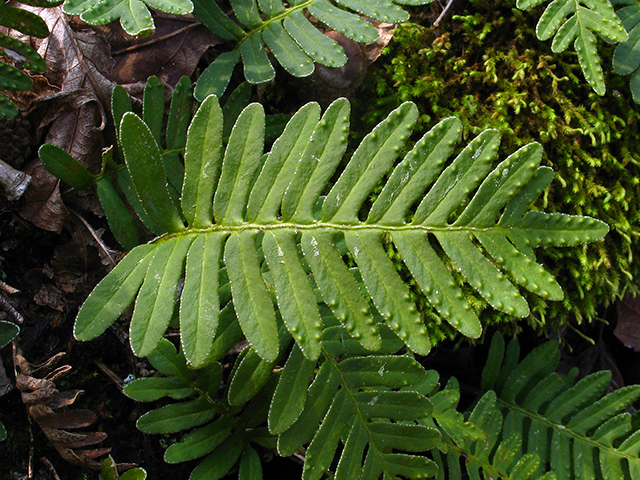 Pleopeltis polypodioides ssp. michauxiana (Resurrection fern) #64052