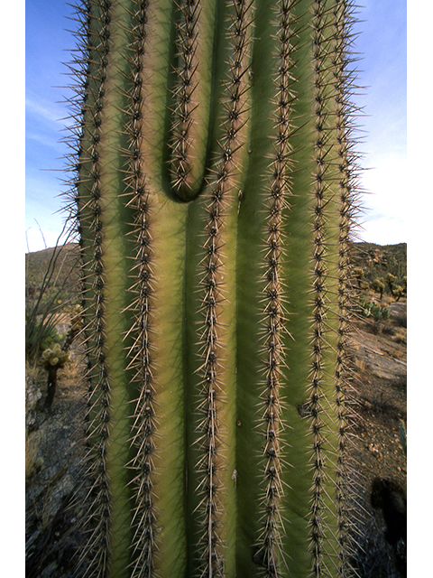 Carnegiea gigantea (Saguaro) #64070