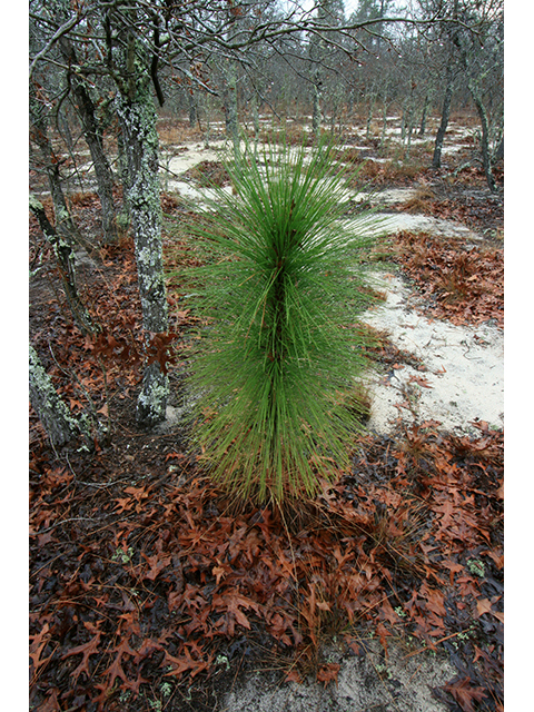 Pinus palustris (Longleaf pine) #64073
