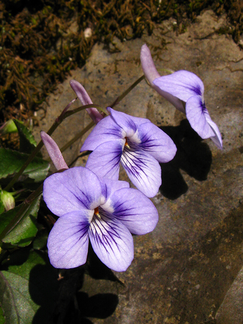 Viola rostrata (Longspur violet) #64081