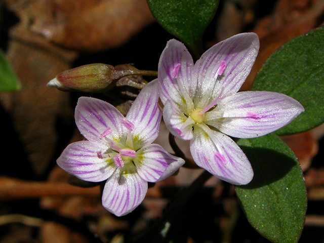 Claytonia caroliniana (Carolina springbeauty) #64091