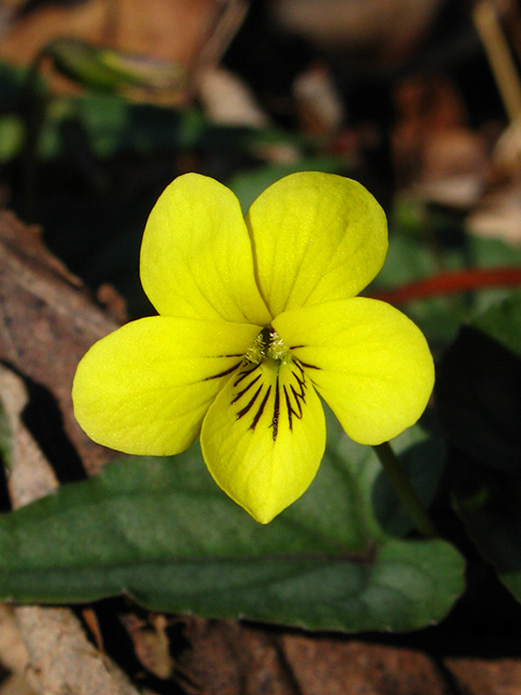 Viola hastata (Halberd-leaf yellow violet) #64092