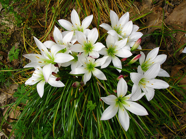Zephyranthes atamasca (Atamasco lily) #64105