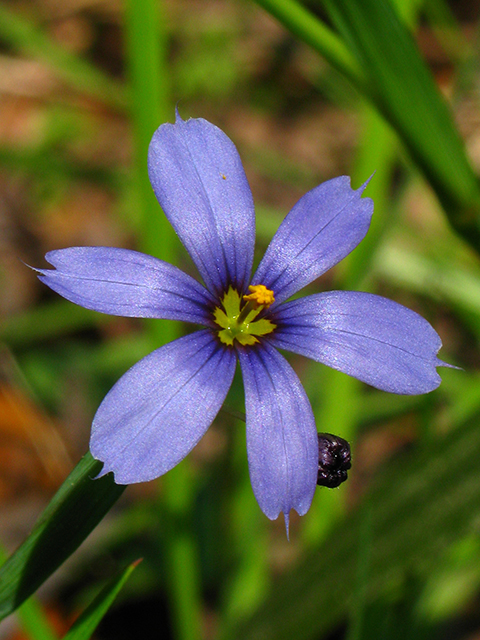 Sisyrinchium atlanticum (Eastern blue-eyed grass) #64107