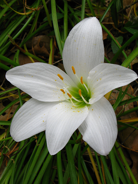 Zephyranthes atamasca (Atamasco lily) #64108