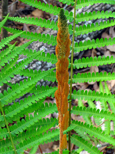 Osmunda cinnamomea (Cinnamon fern) #64112