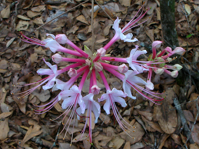 Rhododendron canescens (Mountain azalea) #64113