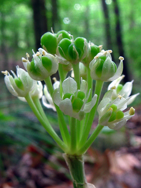 Allium burdickii (Narrowleaf wild leek) #64119