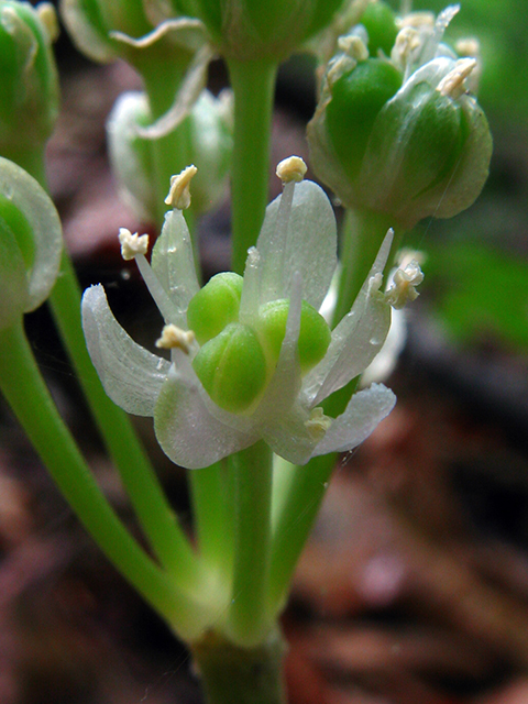 Allium burdickii (Narrowleaf wild leek) #64120