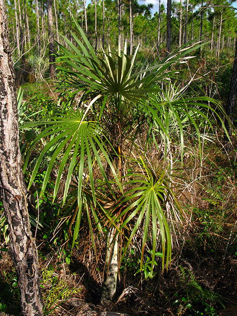 Coccothrinax argentata (Florida silver palm) #64127