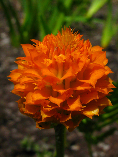 Polygala lutea (Orange milkwort) #64161