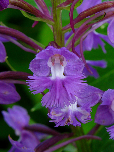 Platanthera psycodes (Lesser purple fringed orchid) #64167