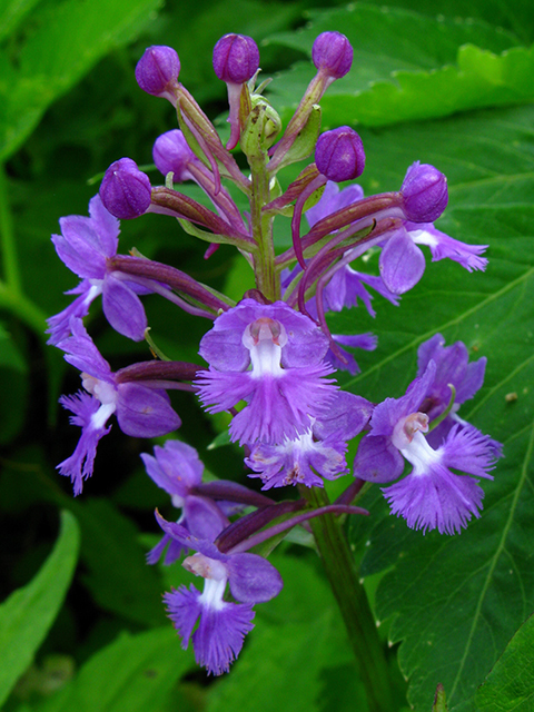 Platanthera psycodes (Lesser purple fringed orchid) #64170
