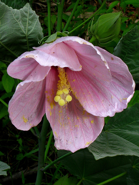 Hibiscus grandiflorus (Swamp rose-mallow) #64173