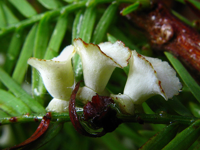 Taxodium distichum (Bald cypress) #64182