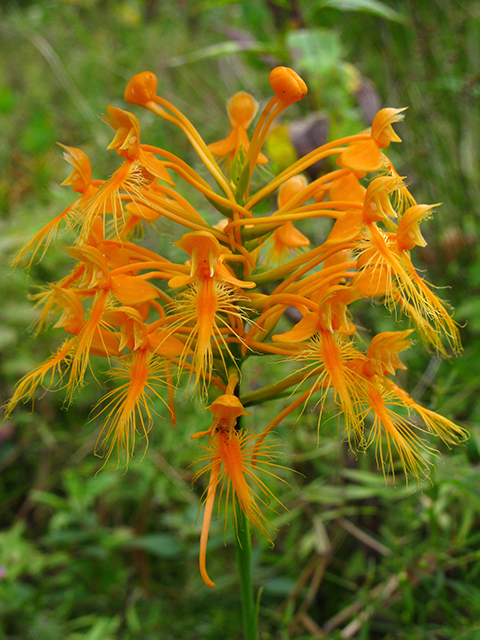 Platanthera ciliaris (Orange fringed orchid) #64184