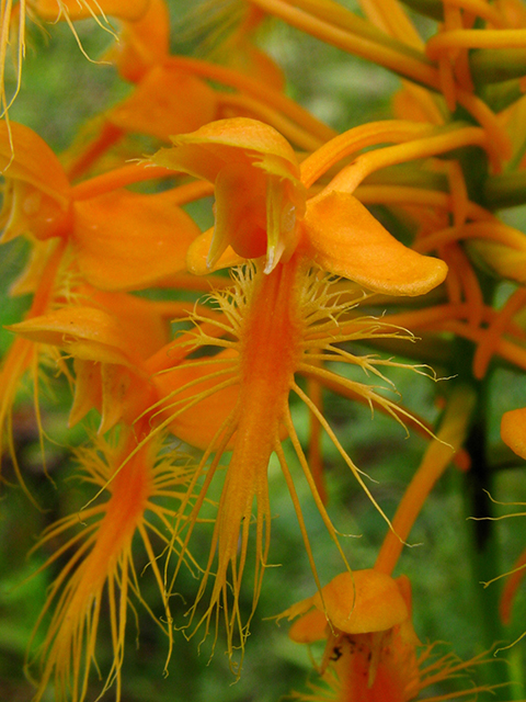 Platanthera ciliaris (Orange fringed orchid) #64185