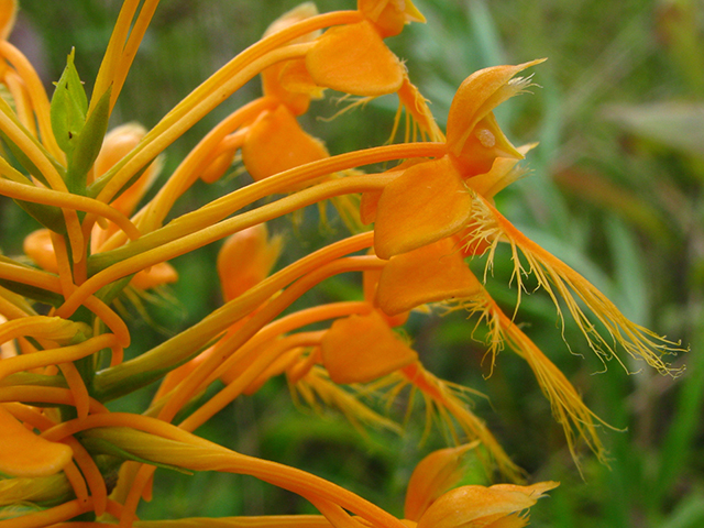 Platanthera ciliaris (Orange fringed orchid) #64188