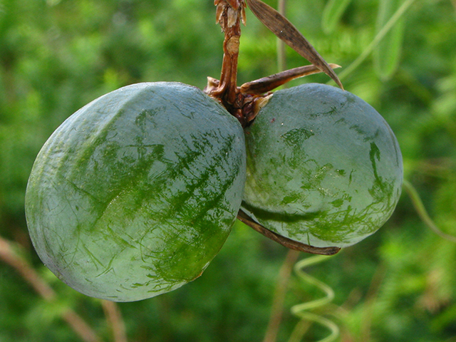 Torreya taxifolia (Florida nutmeg) #64198