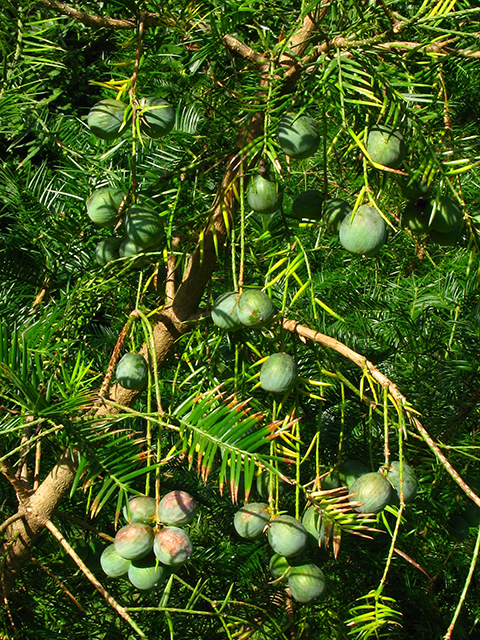 Torreya taxifolia (Florida nutmeg) #64200