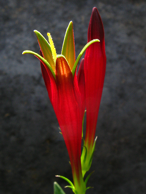 Spigelia marilandica (Woodland pinkroot) #64207
