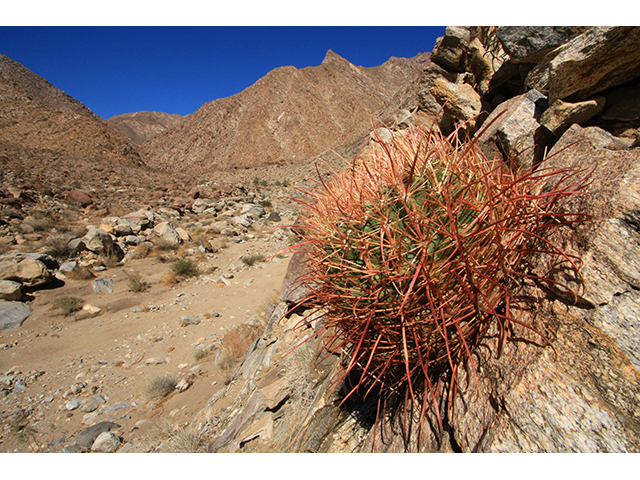 Ferocactus cylindraceus var. cylindraceus (California barrel cactus) #64213