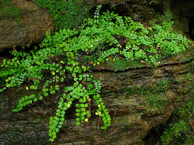 Asplenium trichomanes ssp. trichomanes (Maidenhair spleenwort) #64223