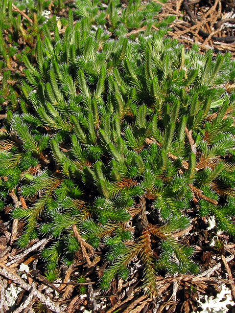 Selaginella rupestris (Rock spike-moss) #64226