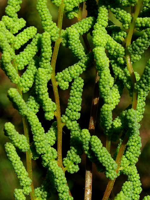 Osmunda regalis var. spectabilis (Royal fern) #64236