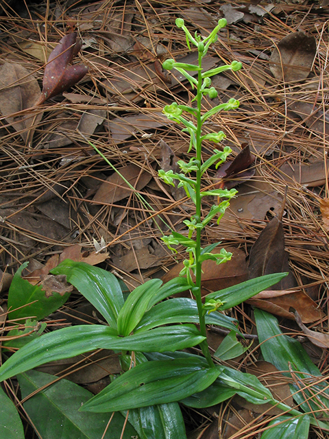 Habenaria odontopetala (Tooth-petal bog orchid) #64243