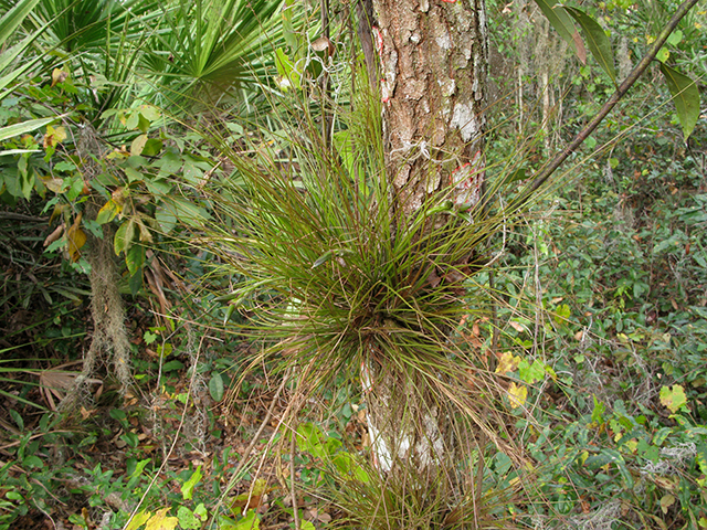 Tillandsia setacea (Southern needle-leaf) #64244