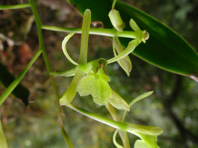 Epidendrum magnoliae var. magnoliae (Green fly orchid) #64248