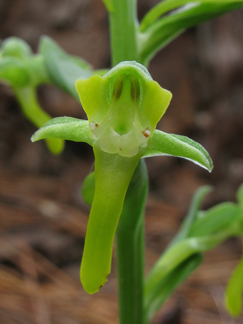 Habenaria odontopetala (Tooth-petal bog orchid) #64251